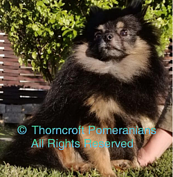 Thorncroft black and tan male