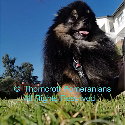 Thorncroft black and tan male