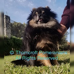 Thorncroft black and tan male