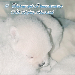 White Colour Puppy