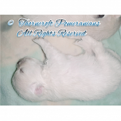 White Pup @ two weeks