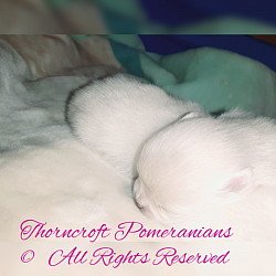 Thorncroft White Colour Pomeranians