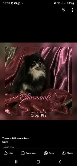 Thorncroft Black and tan male,  Ozzy