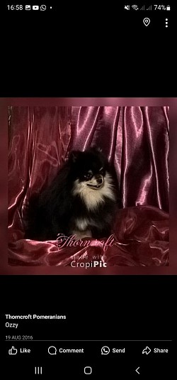 Thorncroft Ozzy