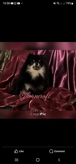 Thorncroft Ozzy