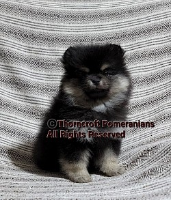 Black and Silver Puppy
