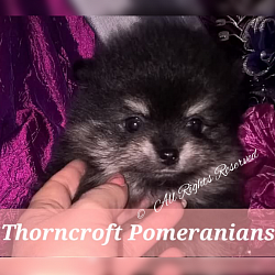 Black and Silver Colour @8 weeks of age