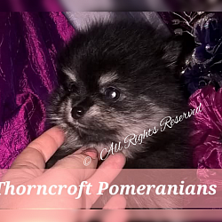 Black and Silver Colour Pup