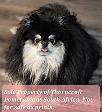 Black and Silver Colour Adult Male