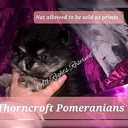 Black and Silver Colour Pup