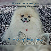 Thorncroft Toby