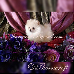 Thorncroft Bred Female of 10 weeks