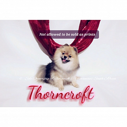 Thorncroft