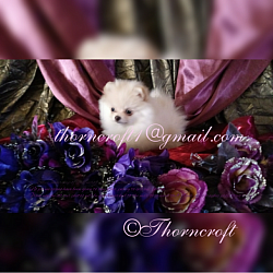 Thorncroft Pomeranian puppy of 10 weeks