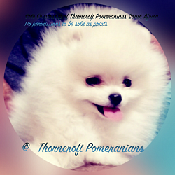 White Colour Pomeranian puppy of 9 weeks