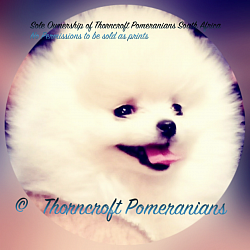 Thorncroft White
