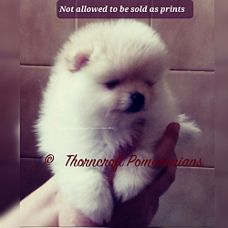 Thorncroft Cream Colour
