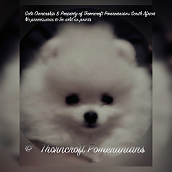 White colour female puppy of 3.5 months of age