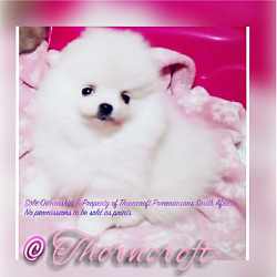 White Colour female puppy