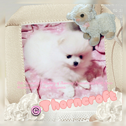 White Colour puppy