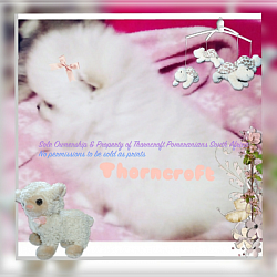 A true white colour Pomeranian is a solid white colour.