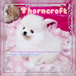 White Colour female pup
