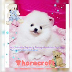 White colour Pomeranian