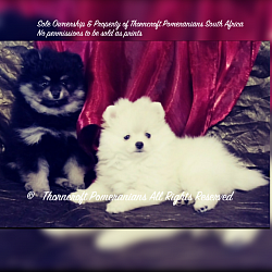 A white colour female next to her black and tan litter sister