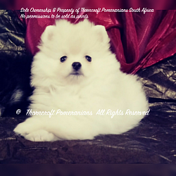 White Colour Pomeranian pup