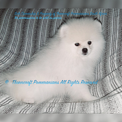 A six month old white Pomeranian male starting to go through his 