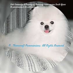 They have to go through the stage of shedding their puppy coat - that the stronger adult coat can grow