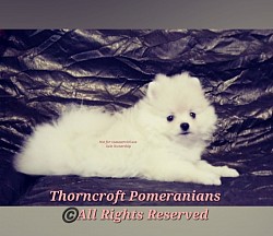 White Pomeranian