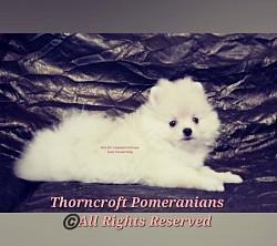 Thorncroft bred white female