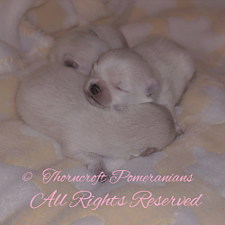 Thorncroft Pomeranian @ a few days of age
