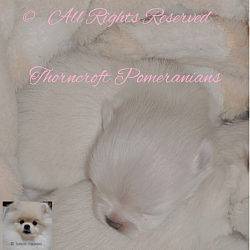 Thorncroft Pomeranian few days old pups, note the development of heads