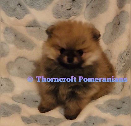 Thorncroft Orange Sable Female