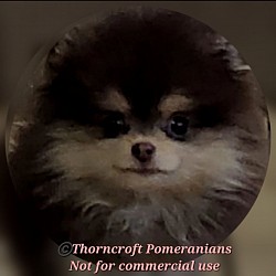 Thorncroft Chocolate and Tan Colour Male