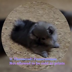 Thorncroft Cream Sable Female Pup