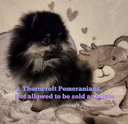 Black and Tan Colour