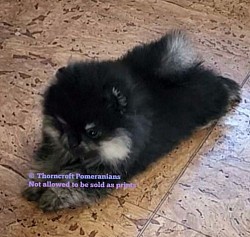 Black and Silver Female Puppy