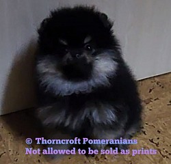 Black and Silver Female Puppy