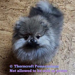 Cream Sable Female Puppy