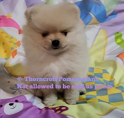 Champagne Colour Male