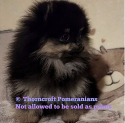 Black and Tan Colour Female