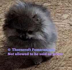 Cream Sable Female Puppy