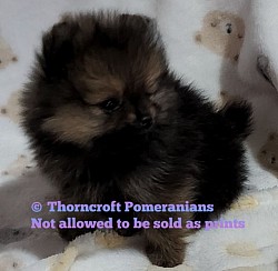 Orange Sable Male Puppy
