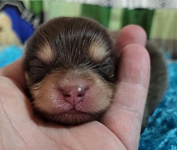 Chocolate And Tan Colour Pomeranian at a few days old.