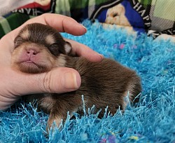 Chocolate and Tan Colour Pomeranian before eyes open