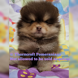 Chocolate And Tan Pomeranian at 9 weeks