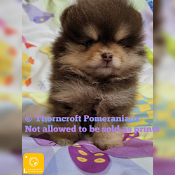 Chocolate And Tan Pomeranian at 9 weeks
